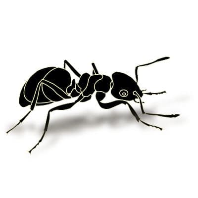 Ants