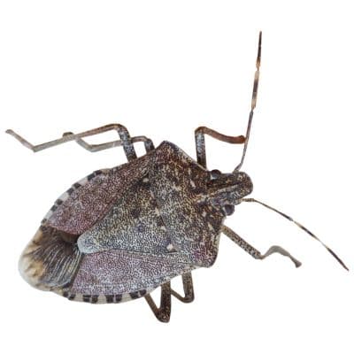 Bed Bugs