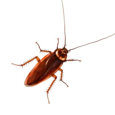 Cockroaches