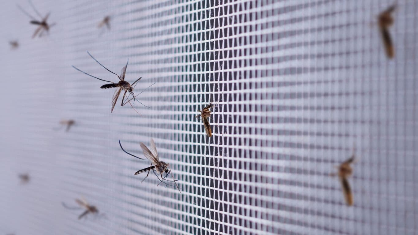 Flying Insects
