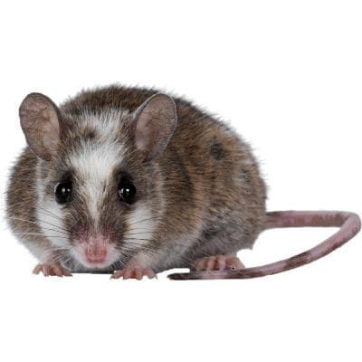 Mice