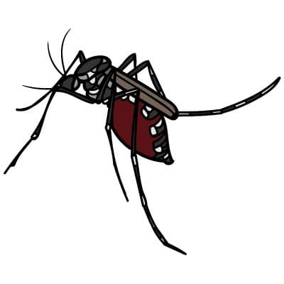 Mosquitoes