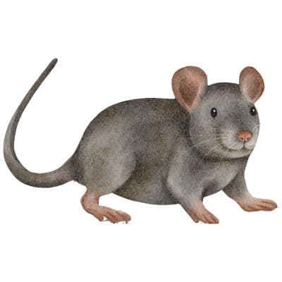 Rats