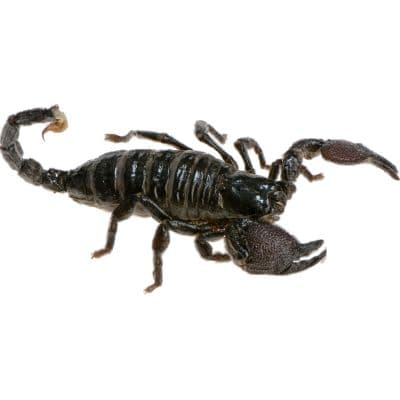 Scorpions