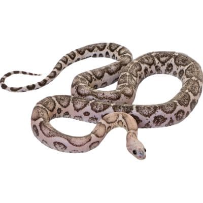 Snakes