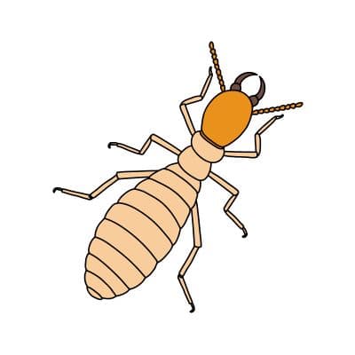 Termites